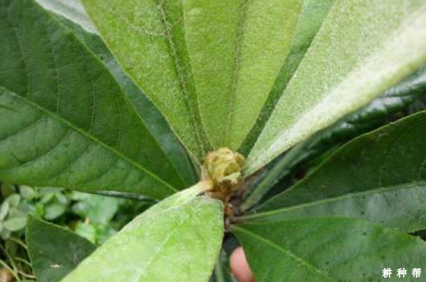 枇杷怎样促进花芽分化? 枇杷怎样促进花芽分化?