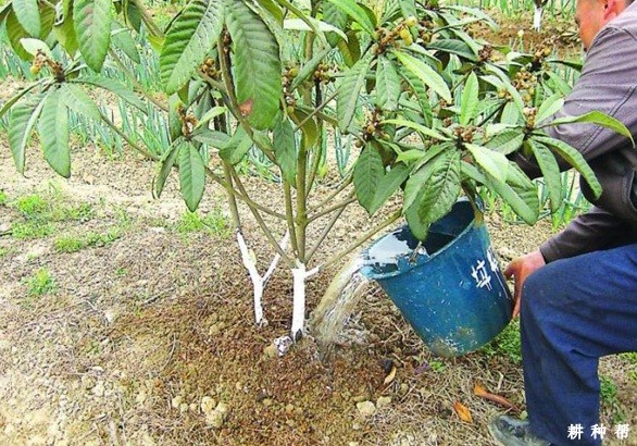 枇杷怎样促进花芽分化? 枇杷怎样促进花芽分化?