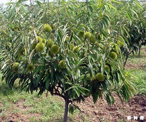 板栗根系生长特点怎样? 板栗根系生长特点怎样?