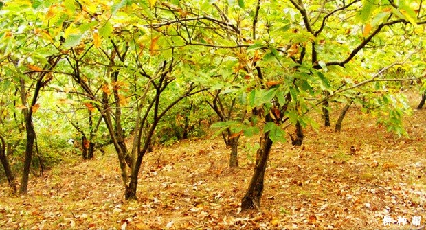 板栗根系生长特点怎样? 板栗根系生长特点怎样?