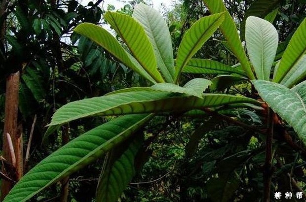 枇杷树怎样施用叶面肥? 枇杷树怎样施用叶面肥?