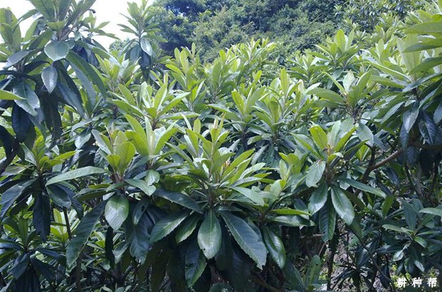 枇杷树怎样施用叶面肥? 枇杷树怎样施用叶面肥?