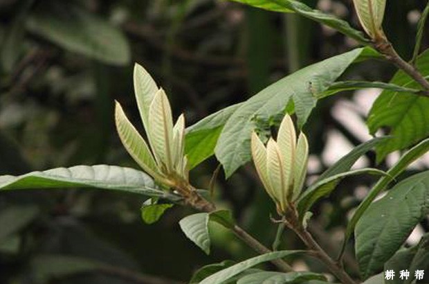 枇杷树怎样施用叶面肥? 枇杷树怎样施用叶面肥?