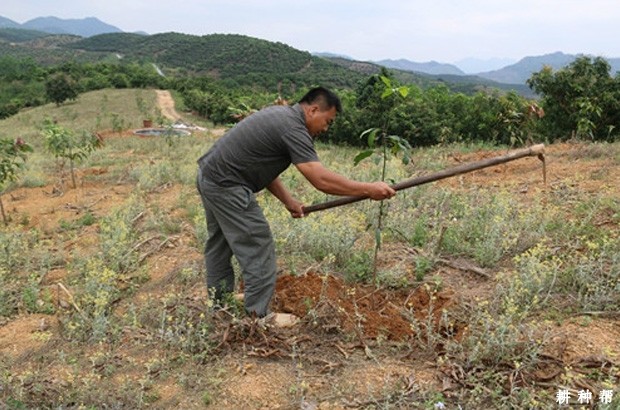 芒果幼树怎样管理? 芒果幼树怎样管理?
