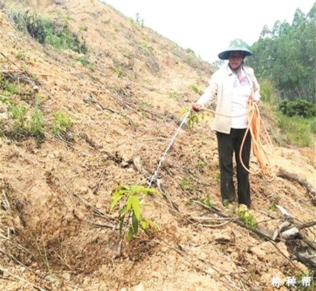 芒果幼树怎样管理? 芒果幼树怎样管理?