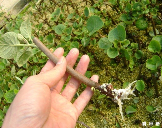 猕猴桃扦插育苗时用什么药剂促根? 猕猴桃扦插育苗时用什么药剂促根?