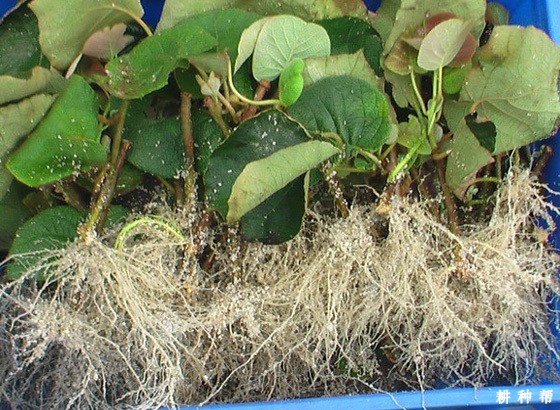 猕猴桃扦插育苗时用什么药剂促根? 猕猴桃扦插育苗时用什么药剂促根?