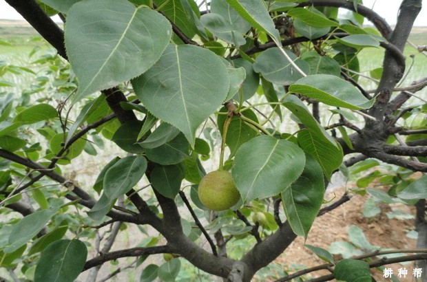 什么药剂能控制梨树新梢徒长? 什么药剂能控制梨树新梢徒长?