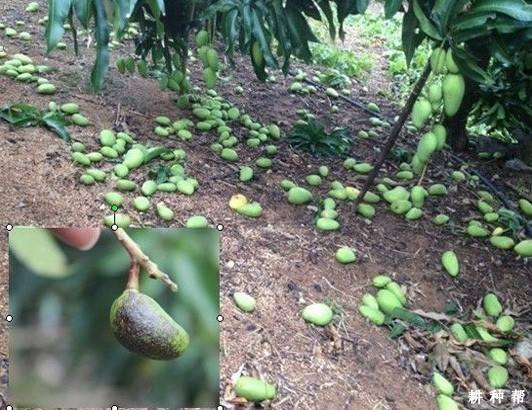 芒果落花落果的原因是什么? 芒果落花落果的原因是什么?