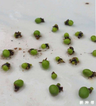 芒果落花落果的原因是什么? 芒果落花落果的原因是什么?