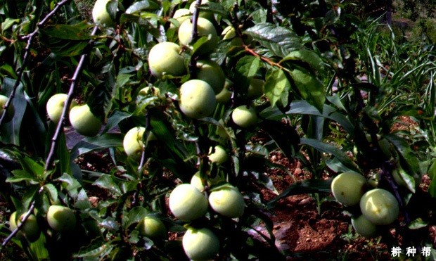 李子果实生长规律是怎么样? 李子果实生长规律是怎么样?