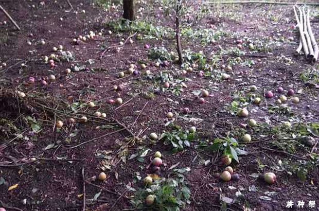 李子果实生长规律是怎么样? 李子果实生长规律是怎么样?