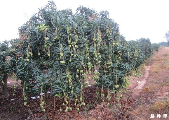 芒果树断根有什么好处? 芒果树断根有什么好处?