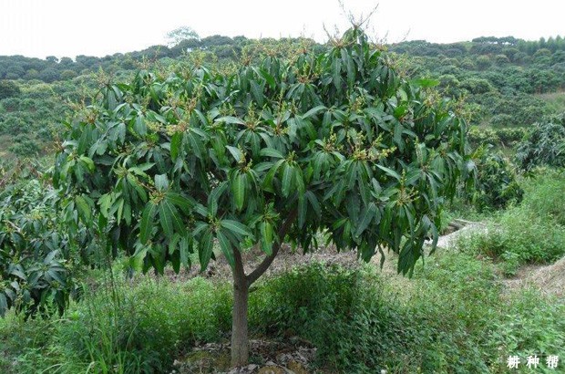 种植芒果为什么要控水? 种植芒果为什么要控水?