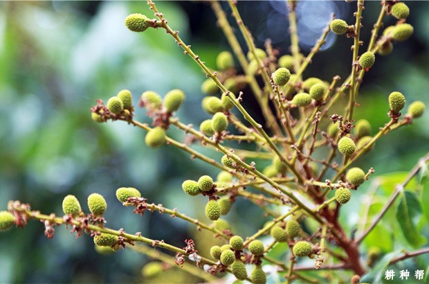 龙眼用什么药保果? 龙眼用什么药保果?