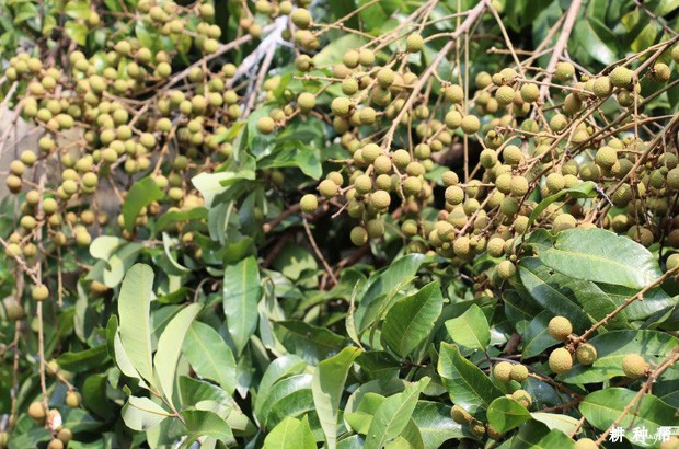 龙眼用什么药保果? 龙眼用什么药保果?