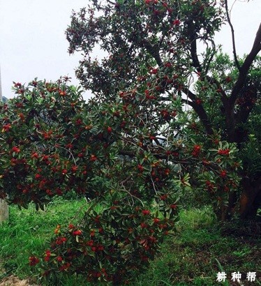 杨梅树大小年怎样管理? 杨梅树大小年怎样管理?