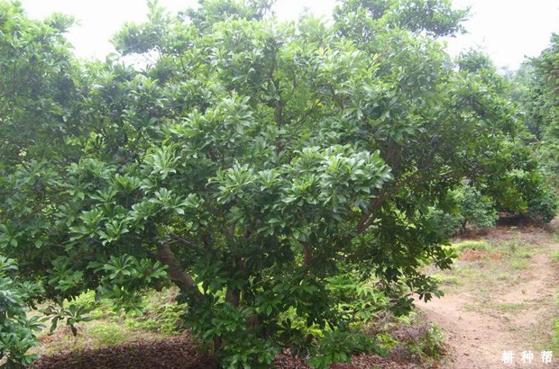 杨梅树大小年怎样管理? 杨梅树大小年怎样管理?