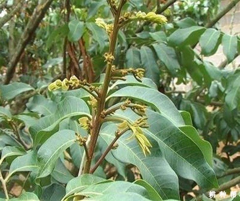 龙眼用什么药剂促花? 龙眼用什么药剂促花?