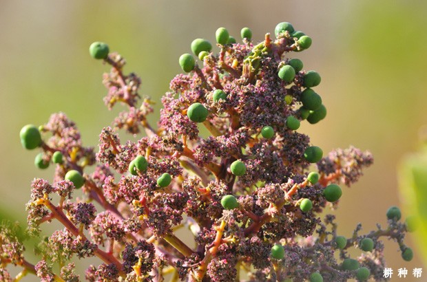 种植芒果如何保花保果? 种植芒果如何保花保果?