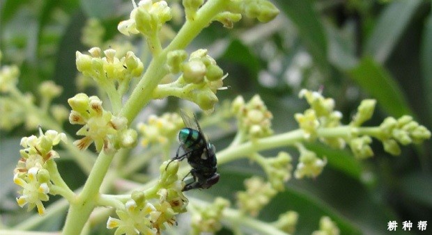 种植芒果如何保花保果? 种植芒果如何保花保果?