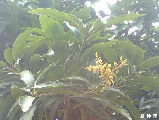 种植芒果如何保花保果? 种植芒果如何保花保果?