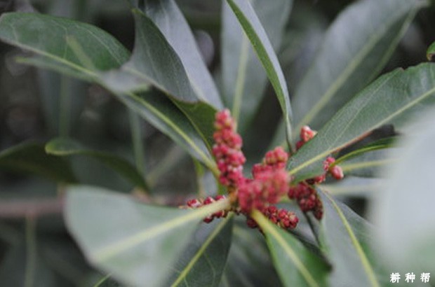 杨梅怎样保花保果? 杨梅怎样保花保果?