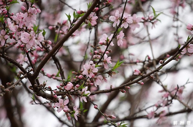 用什么药给桃树疏花疏果? 用什么药给桃树疏花疏果?