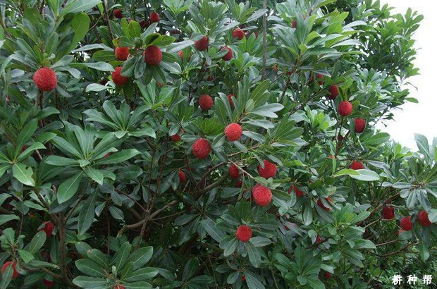 喷施什么药剂能让杨梅树早结果? 喷施什么药剂能让杨梅树早结果?