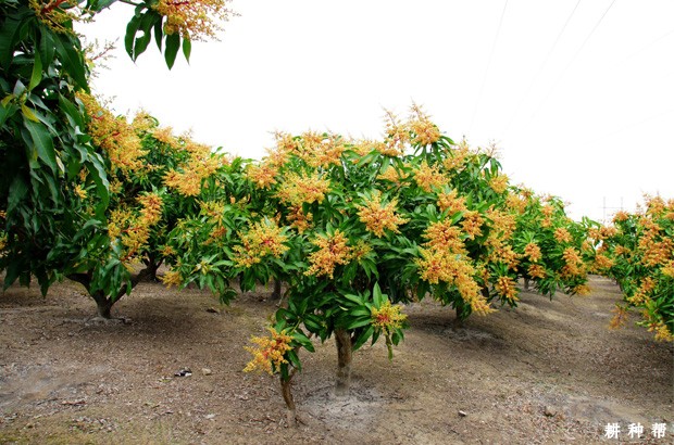 成年芒果树怎样管理? 成年芒果树怎样管理?