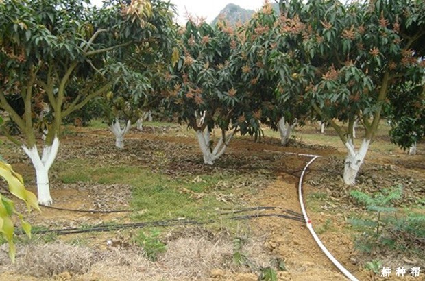 成年芒果树怎样管理? 成年芒果树怎样管理?