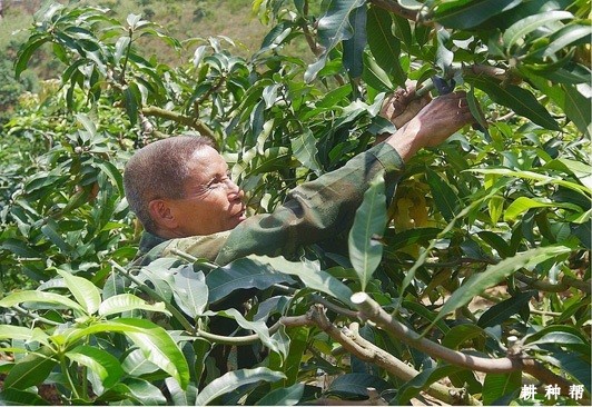 成年芒果树怎样管理? 成年芒果树怎样管理?