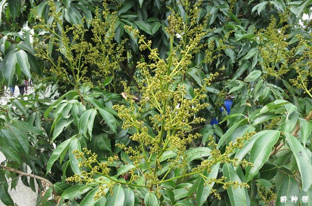 荔枝打什么药剂保花保果? 荔枝打什么药剂保花保果?