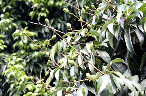 荔枝打什么药剂保花保果? 荔枝打什么药剂保花保果?