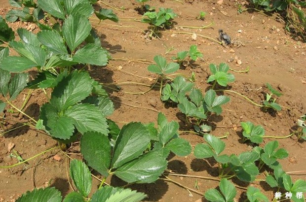 草莓匍匐茎用什么药控制？