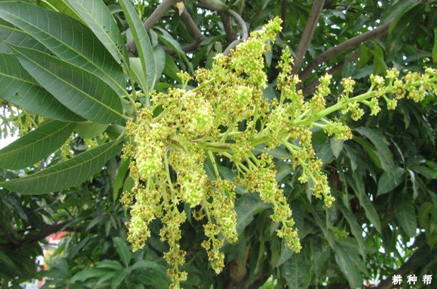 种植芒果怎样调节花期? 种植芒果怎样调节花期?