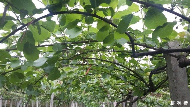 猕猴桃用什么药剂能控制枝梢生长? 猕猴桃用什么药剂能控制枝梢生长?