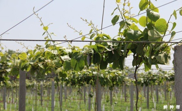 猕猴桃用什么药剂能控制枝梢生长? 猕猴桃用什么药剂能控制枝梢生长?