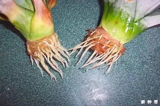 菠萝用什么药能催芽? 菠萝用什么药能催芽?