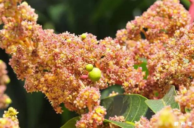 芒果树喷什么农药能保花保果? 芒果树喷什么农药能保花保果?