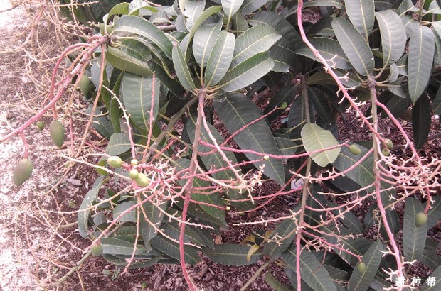 芒果树喷什么农药能保花保果? 芒果树喷什么农药能保花保果?