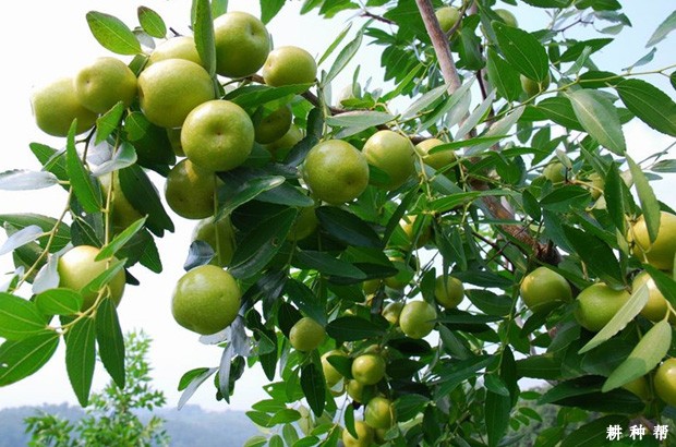 用什么药能促进枣果膨大? 用什么药能促进枣果膨大?