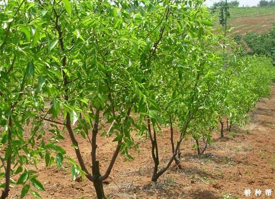 枣树喷什么药能促进花芽分化? 枣树喷什么药能促进花芽分化?