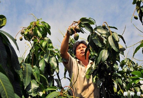 怎么调整芒果成熟期? 怎么调整芒果成熟期?