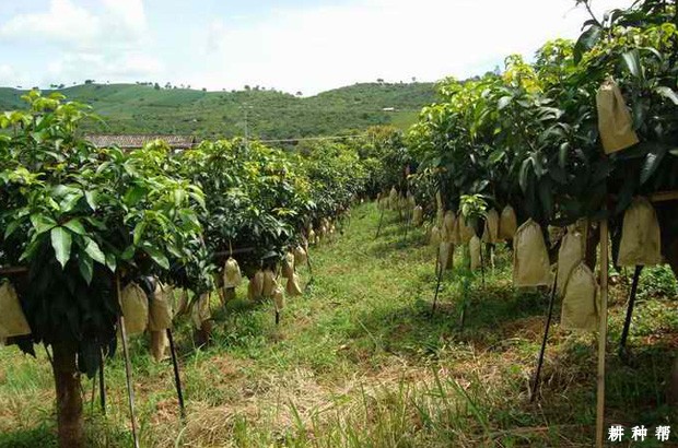 怎么调整芒果成熟期? 怎么调整芒果成熟期?