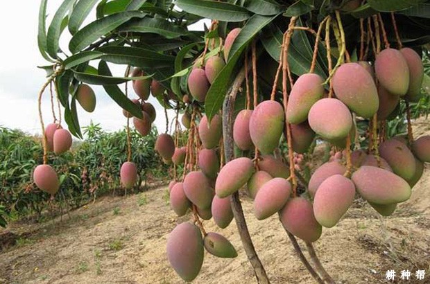 怎么调整芒果成熟期? 怎么调整芒果成熟期?