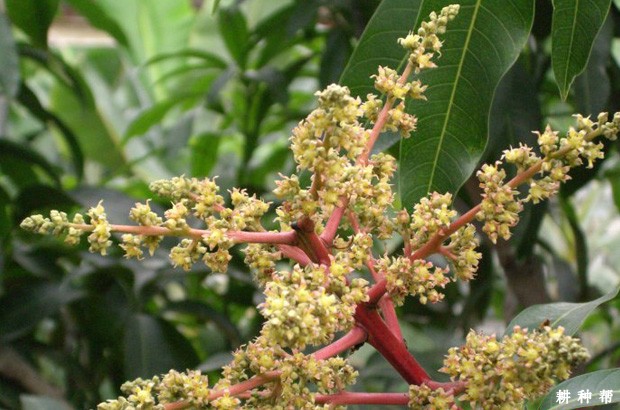 芒果如何提高开花量? 芒果如何提高开花量?