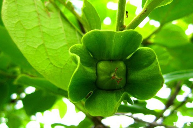 柿子树喷施什么药剂能提高坐果率? 柿子树喷施什么药剂能提高坐果率?