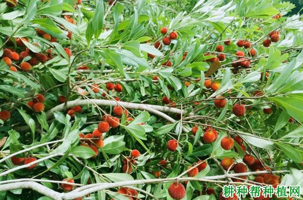 晚荠蜜梅杨梅品种好不好? 晚荠蜜梅杨梅品种好不好?