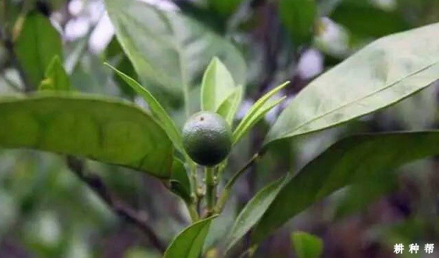 柑橘夏梢用什么药控制? 柑橘夏梢用什么药控制?